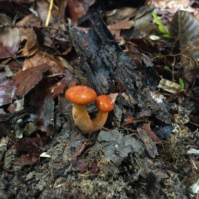 txeir4f's profile picture. 