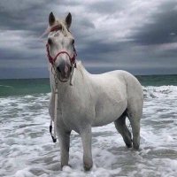 فارس (@maciej_pawl) 's Twitter Profile Photo