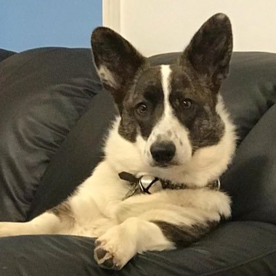 happycpg's profile picture. 