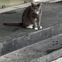 suicidiopasivo (@skibidipomn) 's Twitter Profile