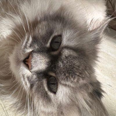 TheRealKim0's profile picture. IM BACK