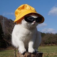 Aristocrat (@quitlyingstupid) 's Twitter Profile