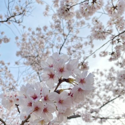 sa_10_i's profile picture. 🌸⚔️🪽🍒🌰