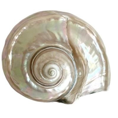 starvingXshell's profile picture. Motivation ★ get that dream body babe, you deserve it !! 🐚 prorecovery - always