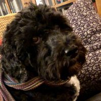 JF (@theknow) 's Twitter Profile