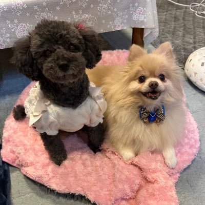 旦那様とかわいいわんこ2匹と暮らしてします。 日本が大好きです。日本人だから日本が大好きなのは普通の事です。孫が生まれました。守りたいものが増えました👼🏻👼🧡参政党一般党員🍊 DM頂きますが基本やり取りはいたしません。
