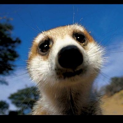 FirLeFrantz's profile picture. 
