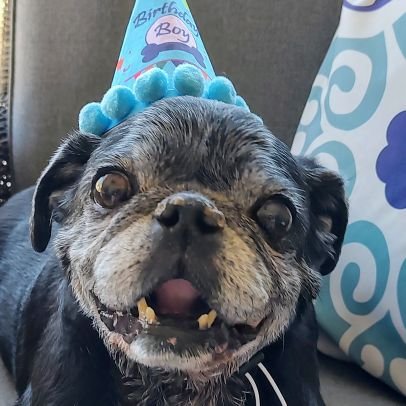 Angels fan ⚾ Arte needs to sell the TEAM!!! Wife, mom, pug lover. Pugmom to Oscar 🐾 Fan of dogs, not so much people. Retired. MAGA not welcome here.