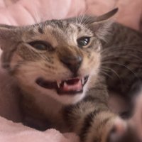 mr meowser (@mrmeowserr) 's Twitter Profile