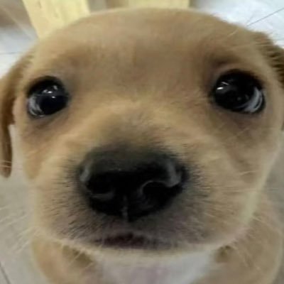 butchriot's profile picture. 