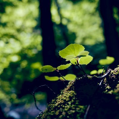 ROKE16LOL's profile picture. 自然を大切に🌱 地方でほのぼのと暮らしてます Nikon D850が欲しいです。Photshop/POKEMONLIFE/ANIME/ゲーム