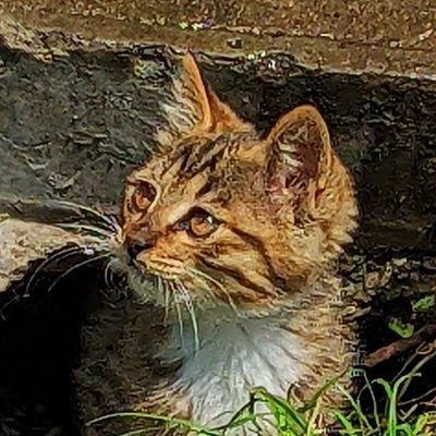 Aliya2077's profile picture. 