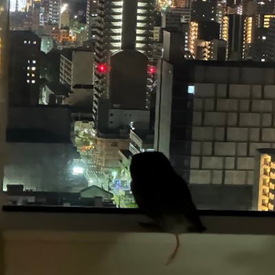 kouchan248's profile picture. フクロウ飼ってます🦉