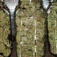 Skunkworks Cannabis (@420delatour420) 's Twitter Profile Photo