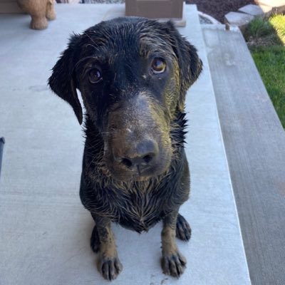 MoxeeMike's profile picture. Here for poker, gambling, sports info, and some laughs