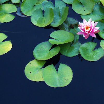 ge_lu55112's profile picture. 