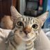 🐱 (@_miuuuuw) Twitter profile photo 🐱 (@_miuuuuw) Twitter profile photo