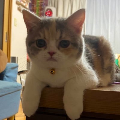 💁🏻♂️ 猫生活始めました。 🎂2025/2/20 ♀ スコティッシュフォールド🐈ぷりんちゃんです。無言フォロー失礼します🙏。 気楽に寄ってください。 インスタもやってます