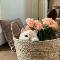 PeachyVibes ๐ (@lofdjds) 's Twitter Profile