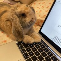 ≽^•⩊•^≼˚ | studytwt (@notesbychoco) 's Twitter Profile
