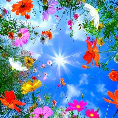 verybellyyogin1's profile picture. 日本応援拡散アカウント　🇯🇵