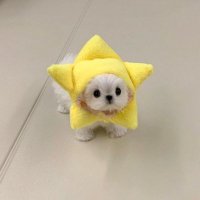 𝑆ℎ𝑖ℎ𝑜🍭 (@shiho_beautylog) 's Twitter Profile
