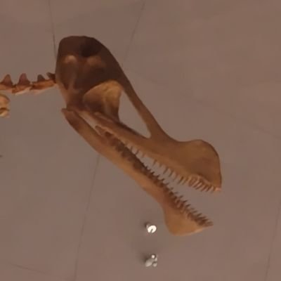 ズンガりプテルス Profile