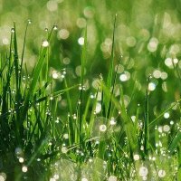 Grass of shedtwt (@anor3x1c) 's Twitter Profile Photo Grass of shedtwt (@anor3x1c) 's Twitter Profile Photo