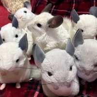 ちぃちぃ (@chi_san1969) 's Twitter Profile Photo