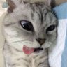 susuvanillablue's profile picture. 
