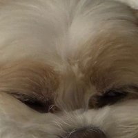 Blue Rina (@klezz_e) 's Twitter Profile
