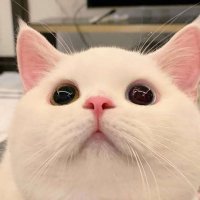 澪凪 (@l3n4x_xo0y) 's Twitter Profile