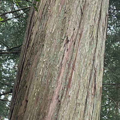 あくびさんのプロフィール画像