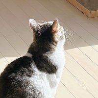 膝に猫乗ってます (@chibi_chibi55) 's Twitter Profile