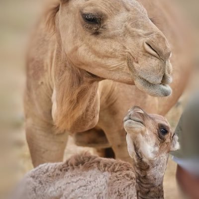 abd_hm7's profile picture. اللهُم وإن استحالت ، فإنها بأمركَ تكون🍂🐎