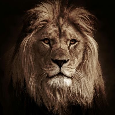 Ninehundrend's profile picture. 