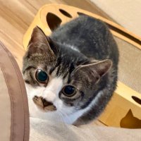 グウくん (@guu_0521) 's Twitter Profile Photo グウくん (@guu_0521) 's Twitter Profile Photo