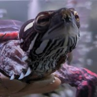 Bob The Turtle (@bobsturtletank) 's Twitter Profile Photo