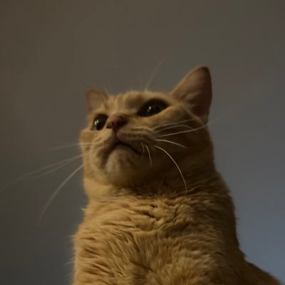A6243267095265's profile picture. 猫、🌵、mono好き