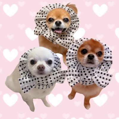 nat__mil's profile picture. 🐶ナッツ︎︎ ♀(2023.9.3🌈享年11歳) 僧帽弁閉鎖不全症.慢性腎不全.肺水腫🐶ミルク♂(11歳) 気管虚脱🐶めめか︎︎ ♀(5歳)パテラG3.保護犬.繁殖引退犬🏠2023.11.20～4歳でうちに来ました