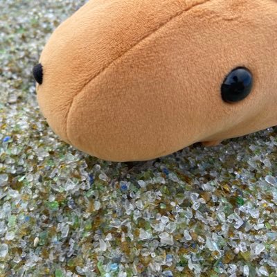 カピ歴は初期より。歴問わずカピバラさん好き大歓迎!S×F(アニャボン) お茶全般好き。愛車⇒kawasaki ESTRELLA 軍師沼落🥷🥚