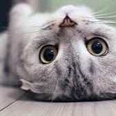 SteveOsa50945's profile picture. 自然愛好家、猫愛好家