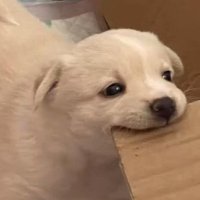 งั่ม ๆ (@theduckonsaturn) 's Twitter Profile