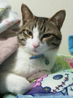 shin6600's profile picture. 