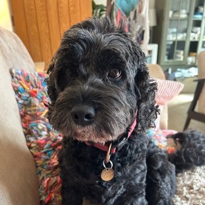 ShaleneV's profile picture. 