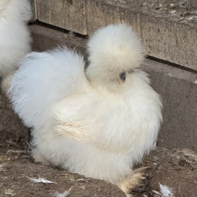 I breed and show chickens! yep it’s a thang! waiting and watching it all play out! praying for a blue wave! BBN all the way. PS please don’t DM me. Thanks