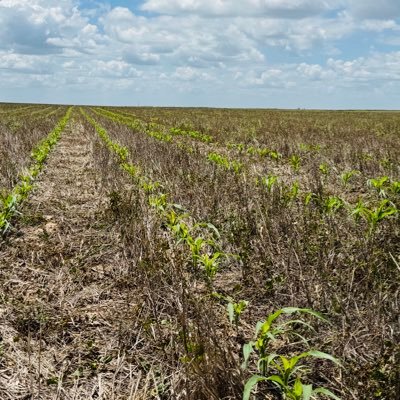 swksfarmer's profile picture. #Corn #Sorghum #Covercrop #Forages. #Dorper #Lamb. In the #Dustbowl. First generation #Regenerative American farmer/rancher. 🇺🇸 Phd in Common Sense & Sarcasm