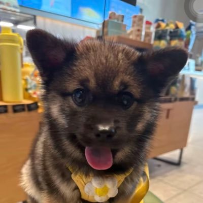 SUPERMengHan123's profile picture. XJTU basic medical student！🇨🇳 furry/LTR/SUPER纯爱战神！