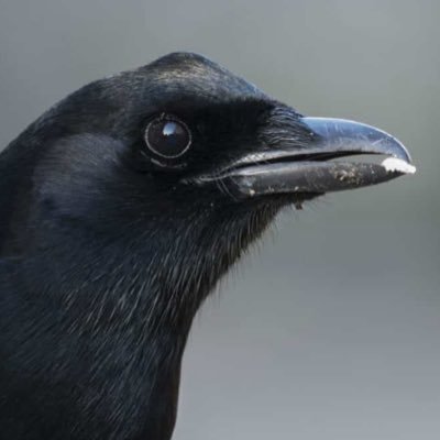 thedarkmagpie's profile picture. 