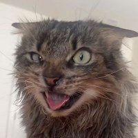 berry (@milvagoquill) 's Twitter Profile Photo berry (@milvagoquill) 's Twitter Profile Photo